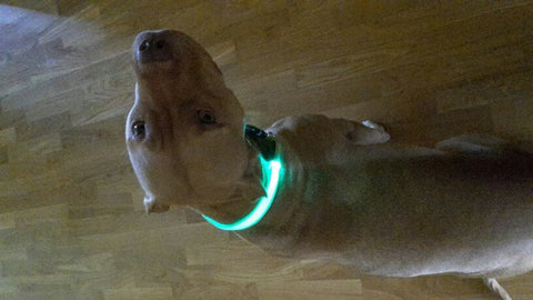 Image of BritePup LED Pet Safety Collar