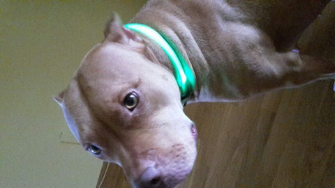 Image of BritePup LED Pet Safety Collar