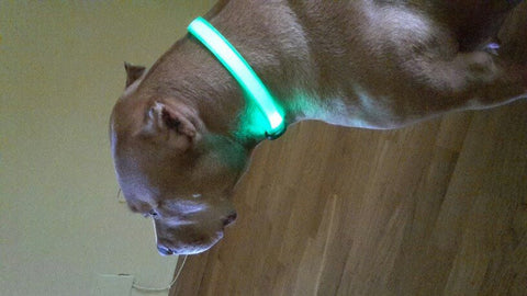 Image of BritePup LED Pet Safety Collar
